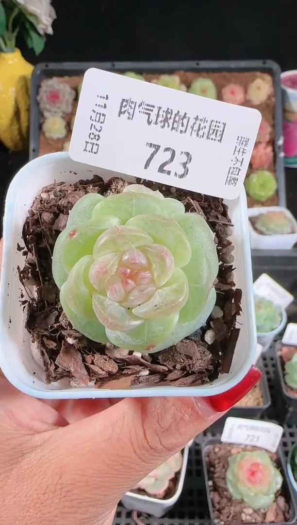 多肉1128-723星月群生不包整