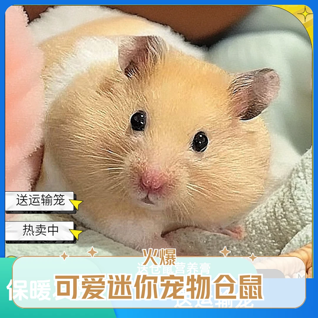 小仓鼠温顺活泼长毛熊活体公婆仓鼠宝宝三线银狐布丁金丝熊奶茶