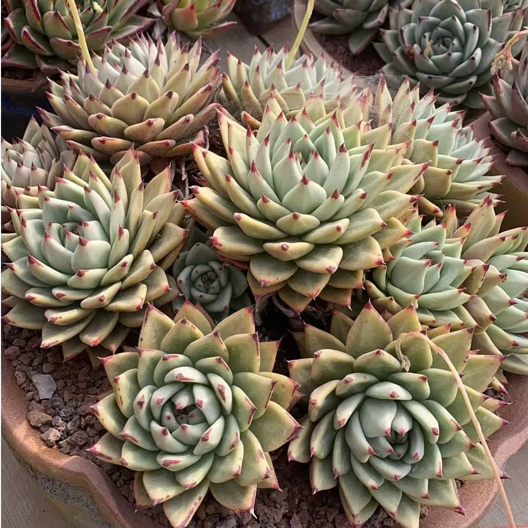 爱吖多肉老桩乌木