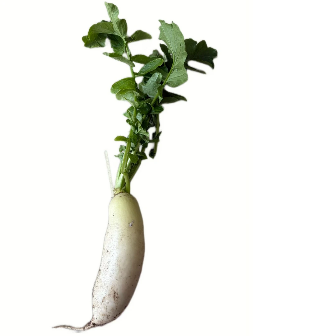 高山白玉萝卜新鲜脆甜多汁可生吃可做菜的美味蔬菜