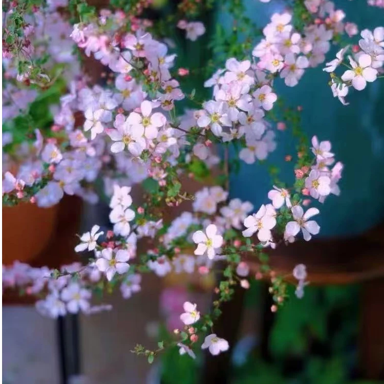 粉色喷雪花 植物多花露台栽苗园艺苗花粉色庭院盆灌木阳台植物