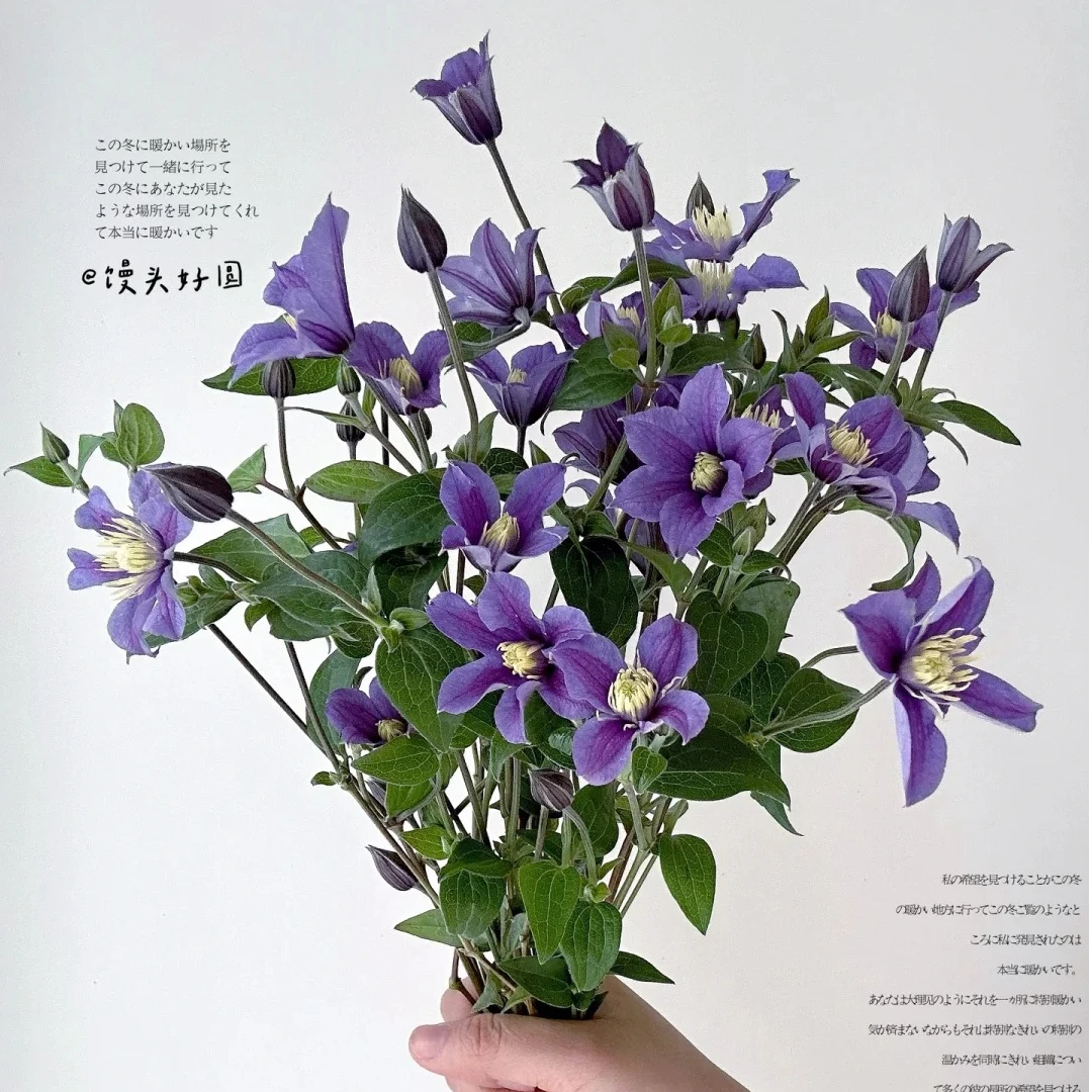 铁线莲兔葵鲜切花紫色线型花材云南基地直发顺丰