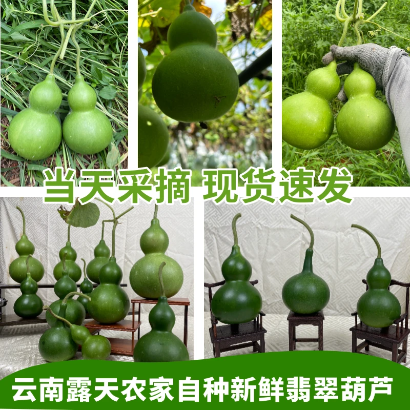 【福禄果】云南新鲜自种露天葫芦切枝天然摆件室内装饰青皮送礼佳品