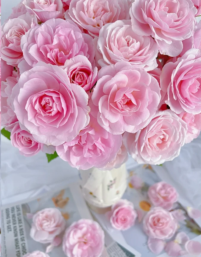 【玫瑰】白桃果冻 任三单顺丰空运包邮鲜切花家居花店插花