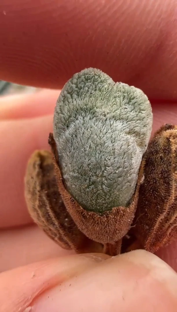 341好看的多肉冲冲冲