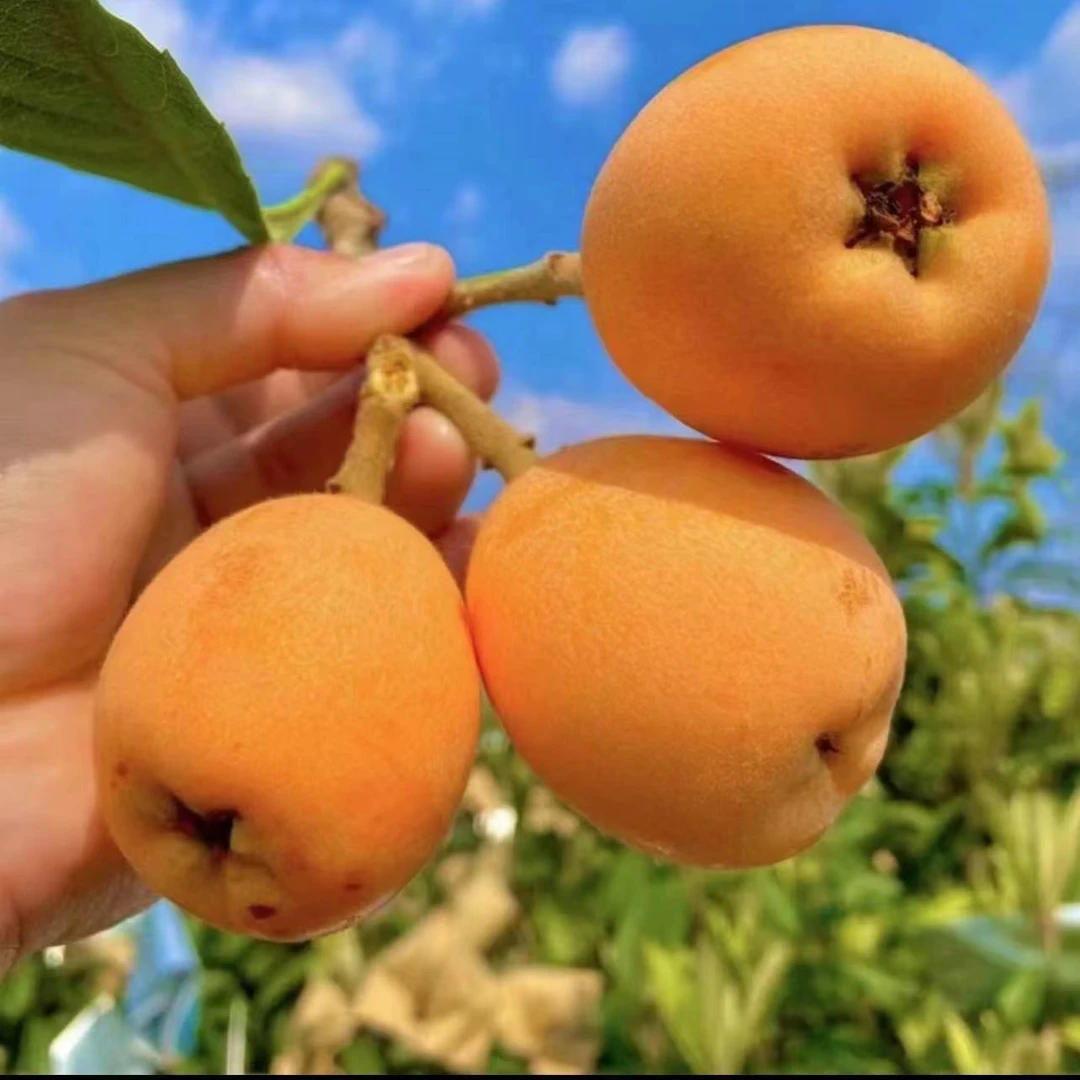 【农家自发】四川高山大五星新鲜采摘鲜果枇杷大五星鲜果枇杷