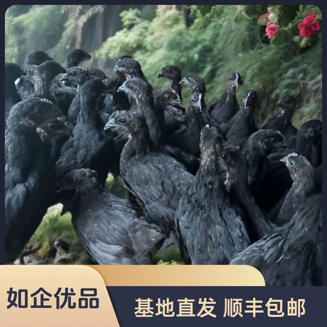 【10只】保种基地活体发货，黑宠物鸡，四两左右发货，顺丰包邮