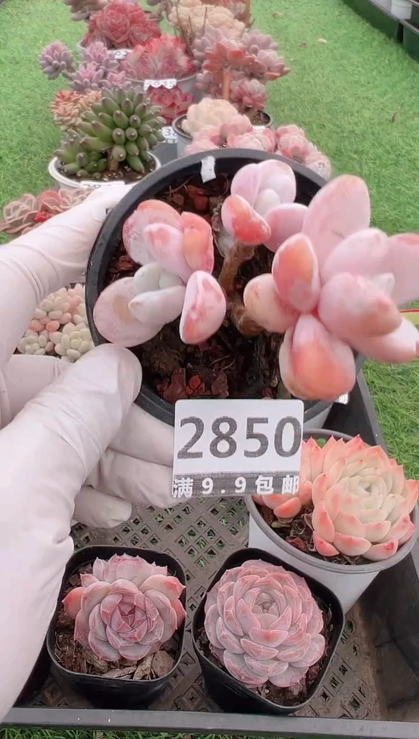 【闪购商品】信福多肉一物一拍