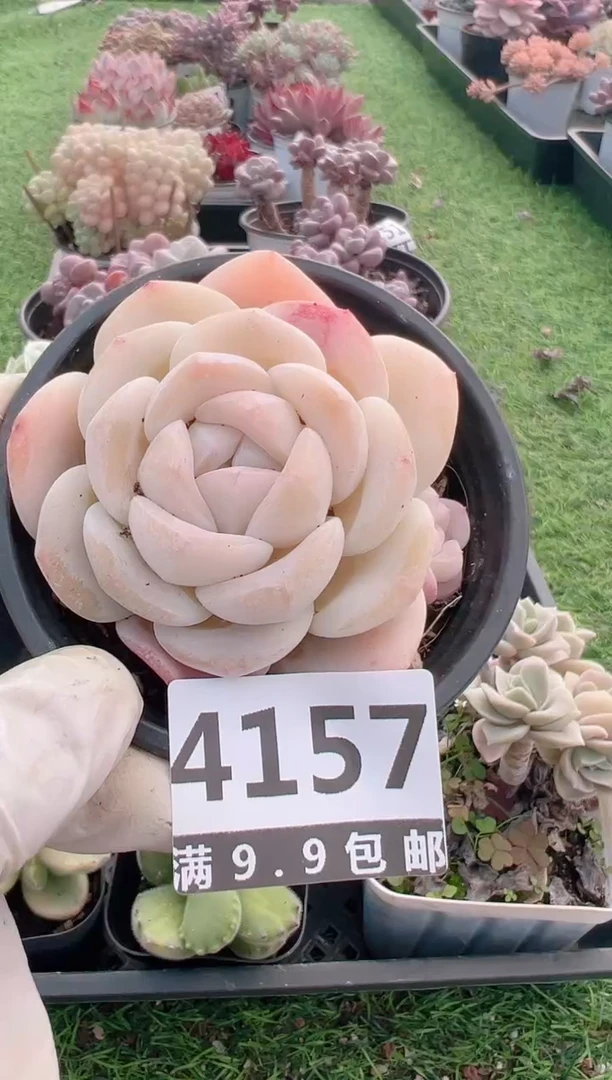 【闪购商品】信福多肉一物一拍