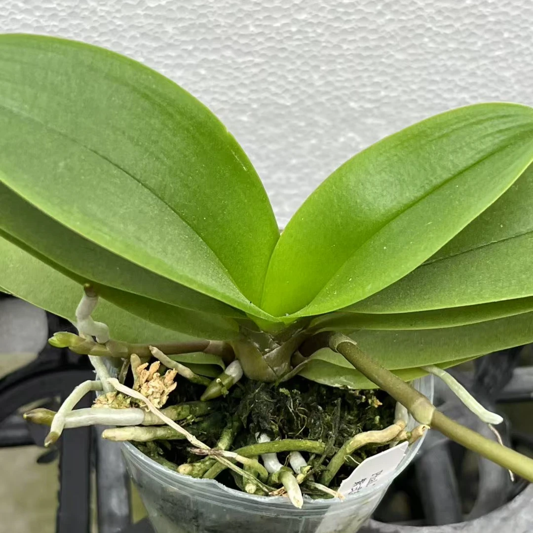 紫式部2.8寸苗 带花苞 根系苗情好