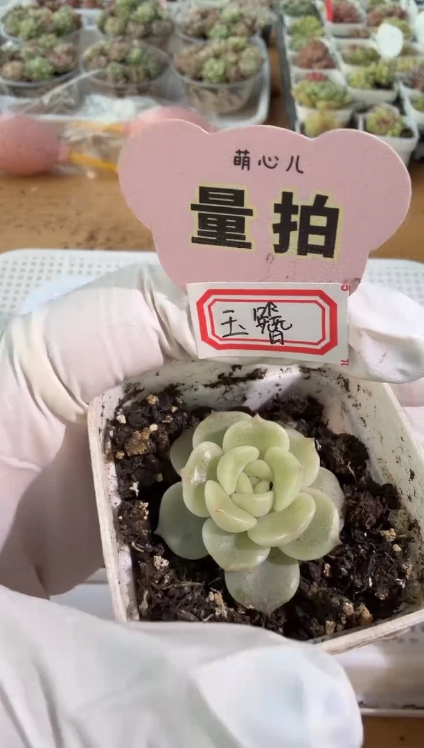 玉簪五方一盆 单双混 量拍混发