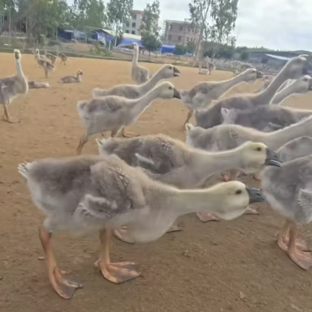 【正宗特大狮子头】广东发货特大狮子头宠物