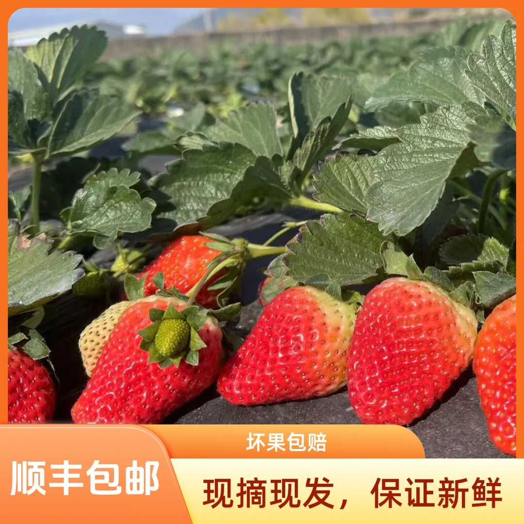 Y大凉山露天奶油草莓自然生长无添加更健康[现摘现发]
