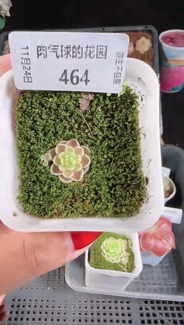 1124-464群生不包整