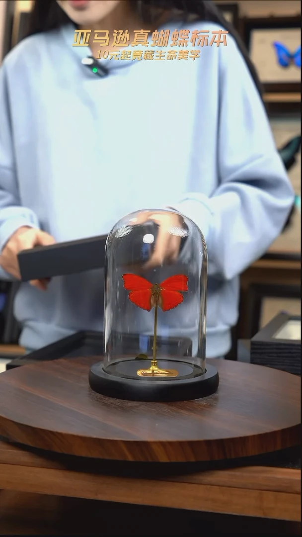 血漪蛱蝶小号玻璃罩