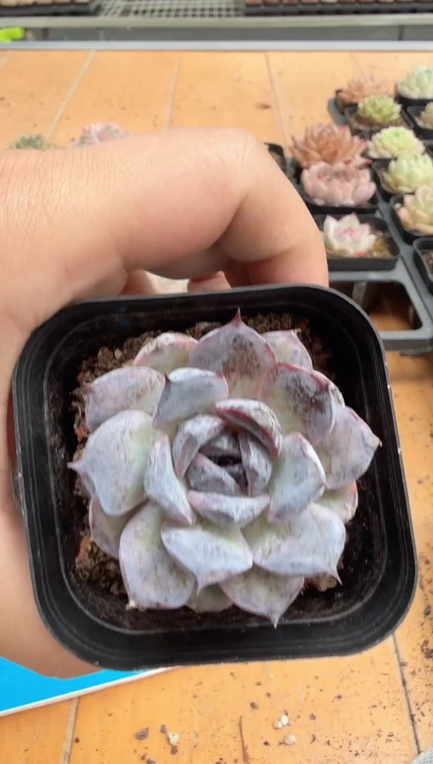 东云多肉园二店-458