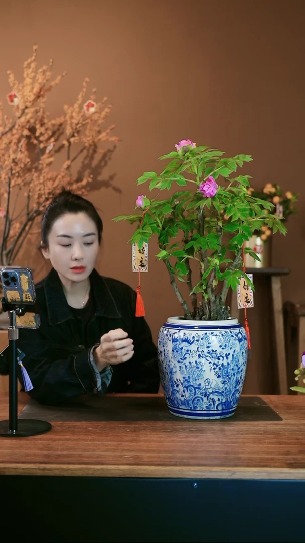 【闪购商品】盆景牡丹花