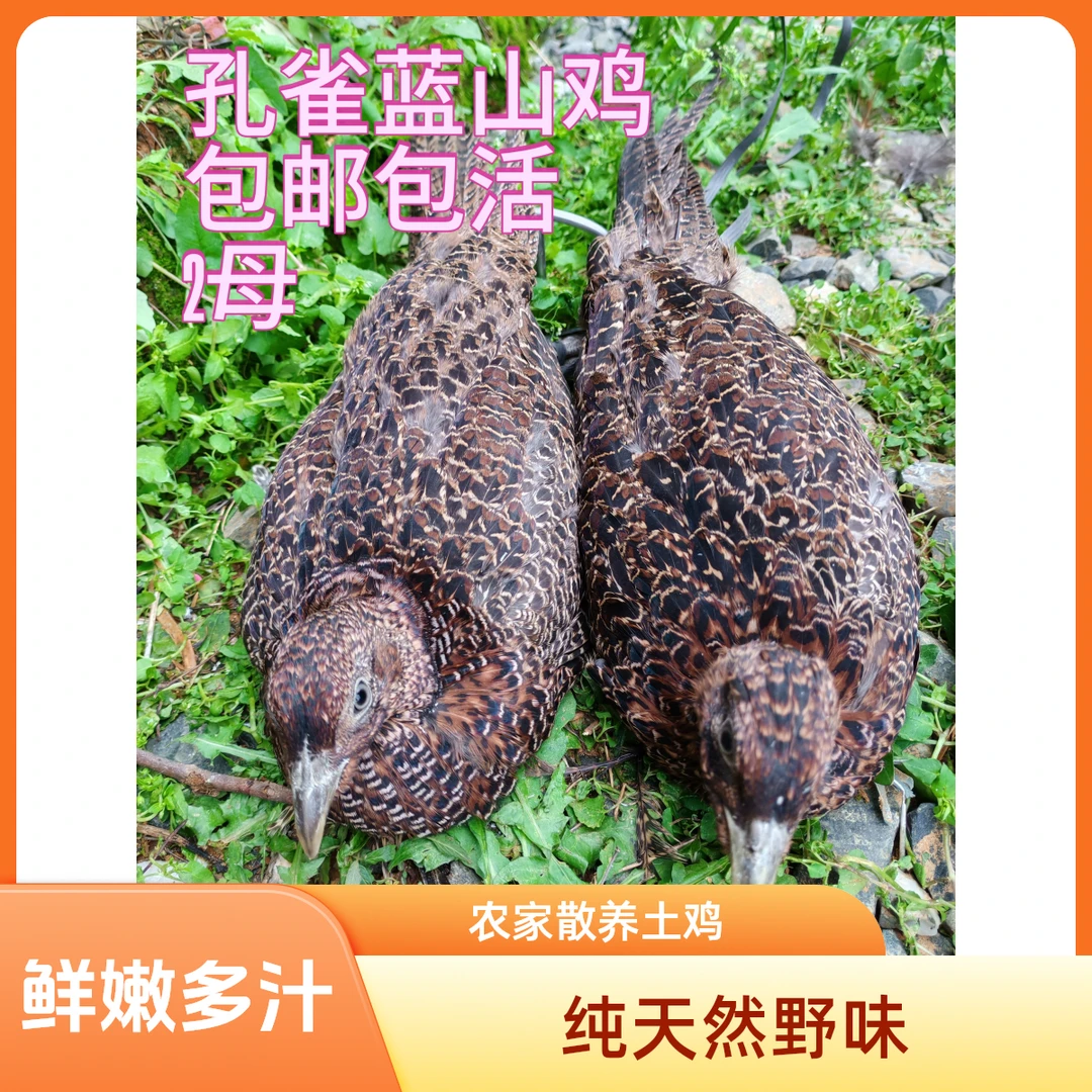孔雀蓝山鸡2母，包邮包活