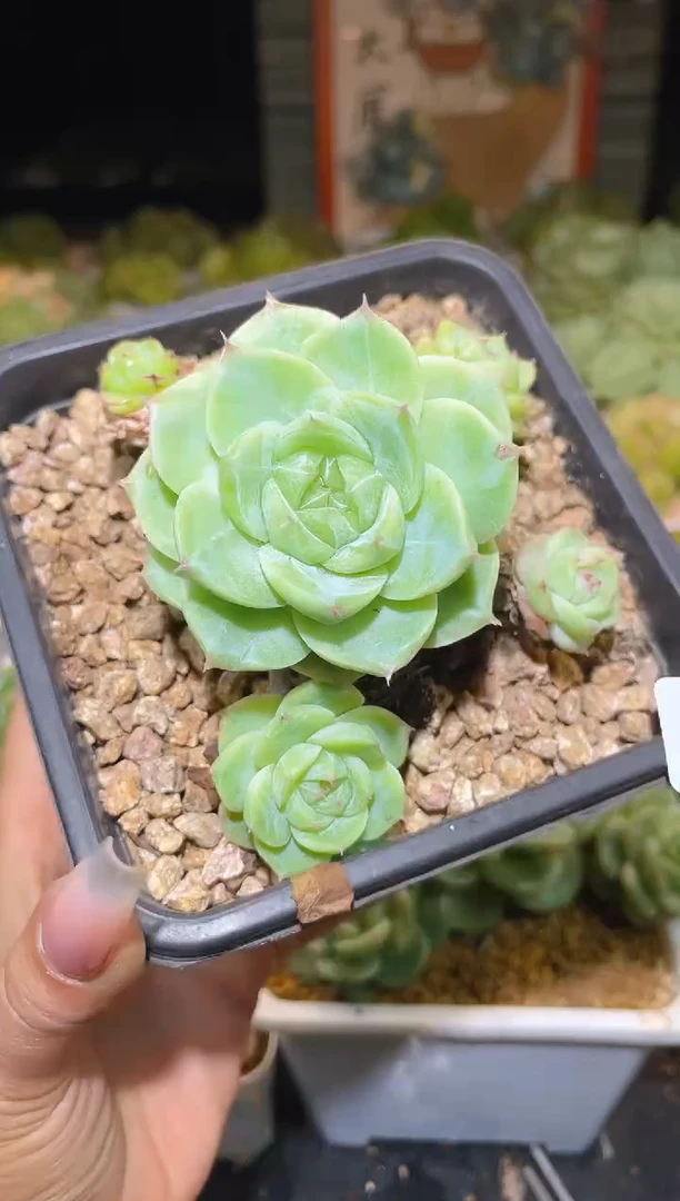 432 蔷薇珍妮 一物一拍