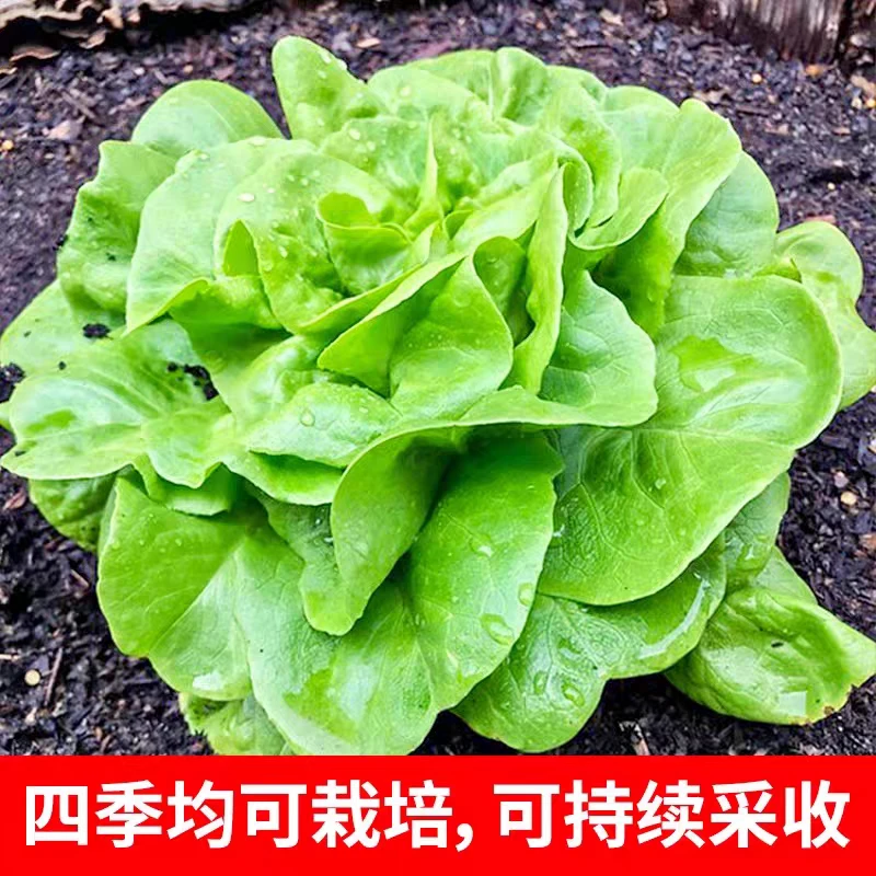 attirsiman salat yupurmiki uruk 10giram奶油生菜种子四季可种