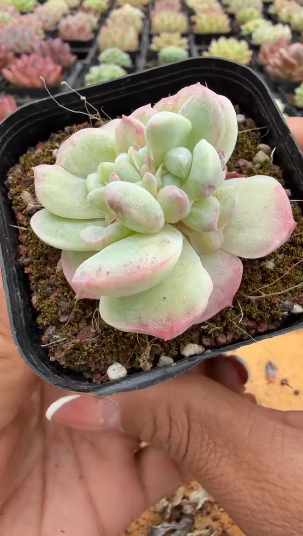 东云多肉园二店-162