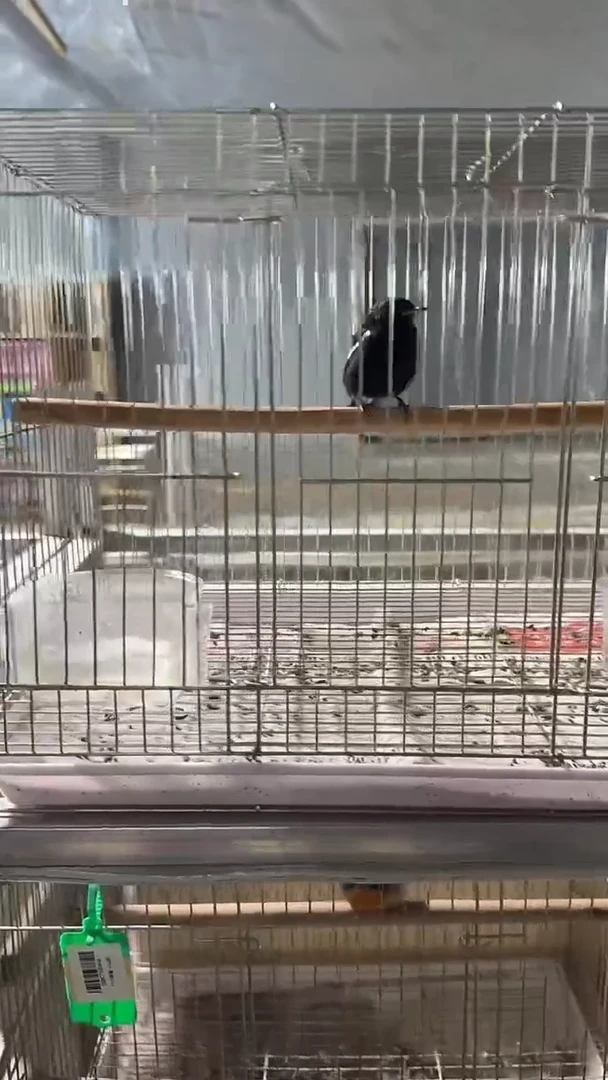 64号  小黑白养笼  0元起拍