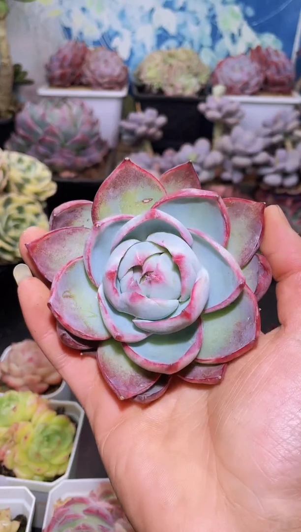 【闪购商品】171宽叶惊鸿