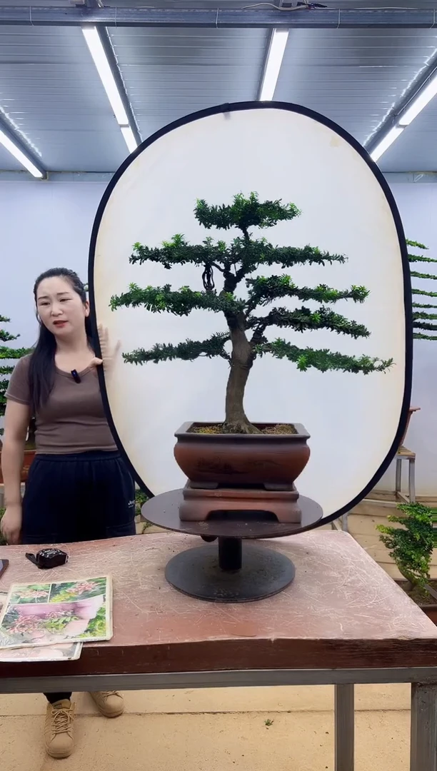 无花朵一物一拍，所见即所得