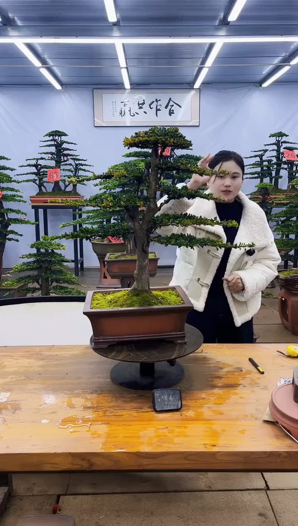 【闪购商品】高端盆景一物一拍，所见即所得