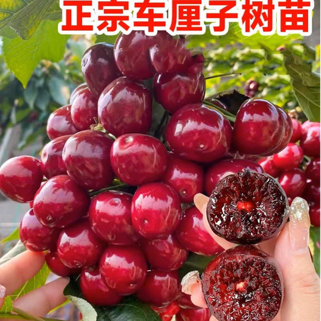 t车厘子嫁接樱桃树苗地栽盆栽适合南北耐寒耐热庭院种车厘子树苗