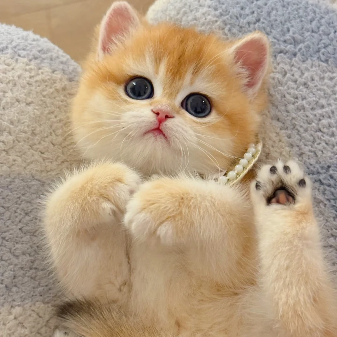 新（广东东莞七七家的猫舍）小猫咪活体