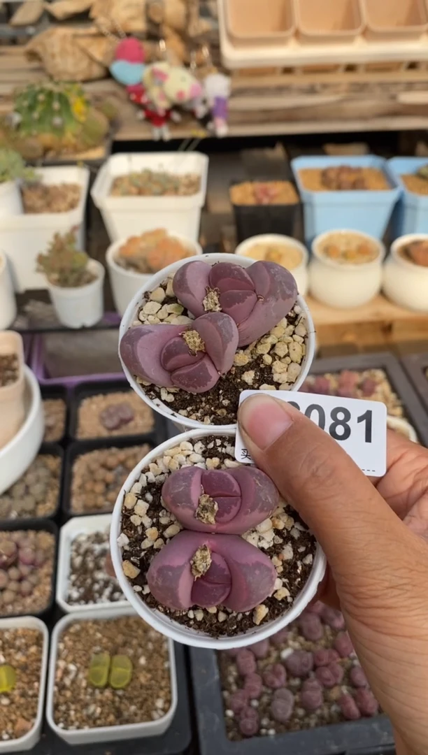 6081直播一物一拍