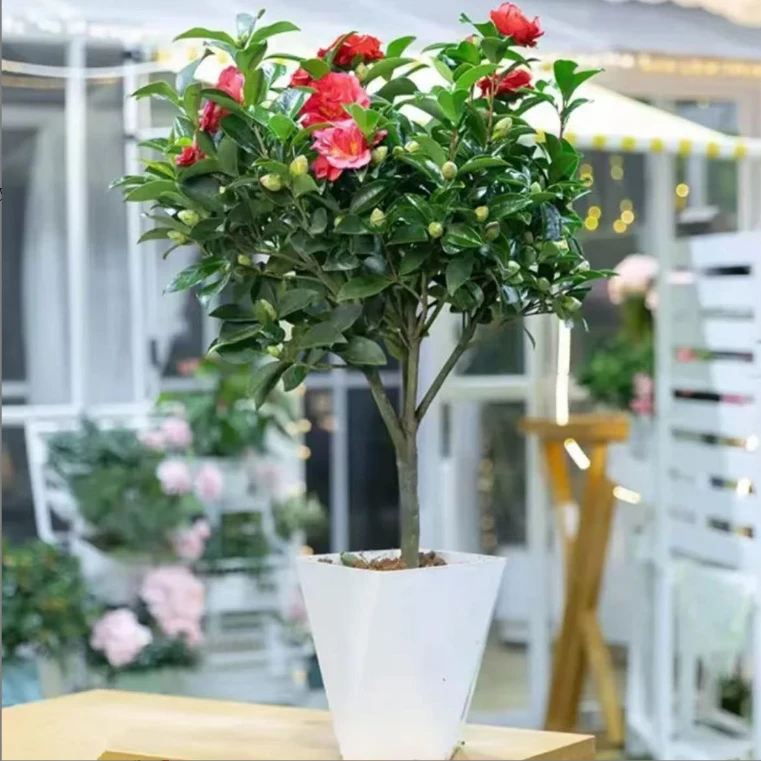 （70-90厘米带花苞）年宵花会大红山茶花满带花苞室内庭院美化环境