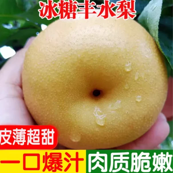 正宗丰水梨现摘现发当地果园丰水梨皮薄肉厚冰糖梨水果整箱包邮