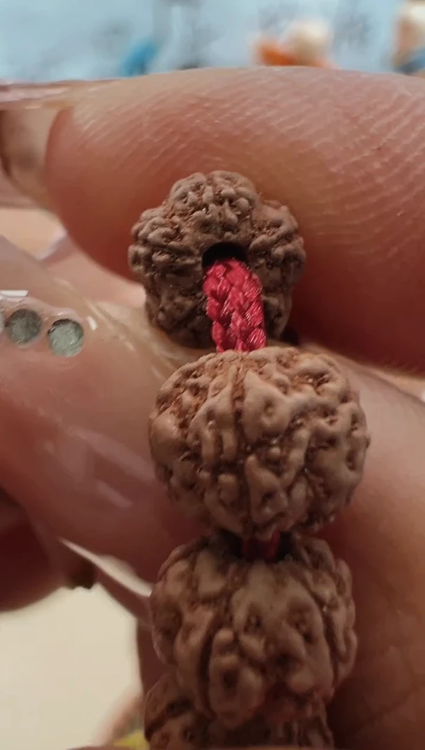 手串金刚菩提822老树梅花