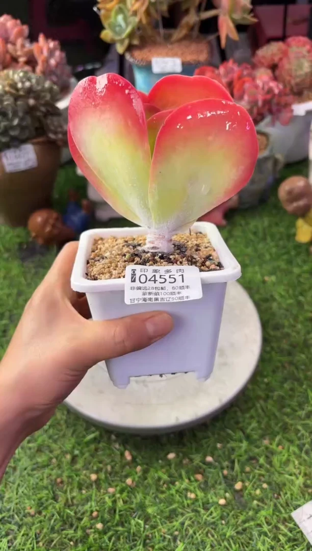 昆明印象多肉04551