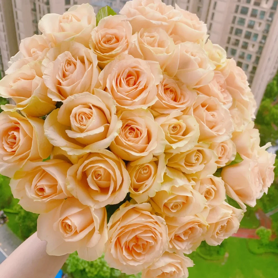 【套餐】香槟玫瑰10枝+橙色泡泡3枝+非洲菊20枝+洋甘菊1把+尤加利叶