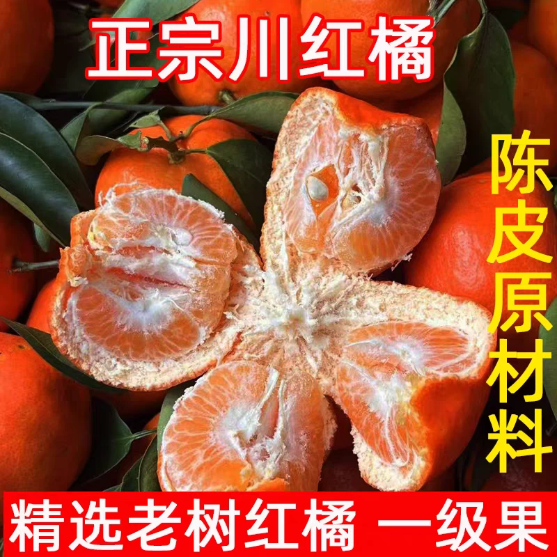 四川泸州老树薄皮川红橘正宗古树大红袍红桔陈皮原料孕妇新鲜水果