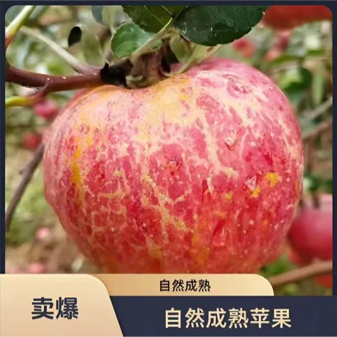 晚熟丑苹果新鲜现摘当季水果脆甜多汁