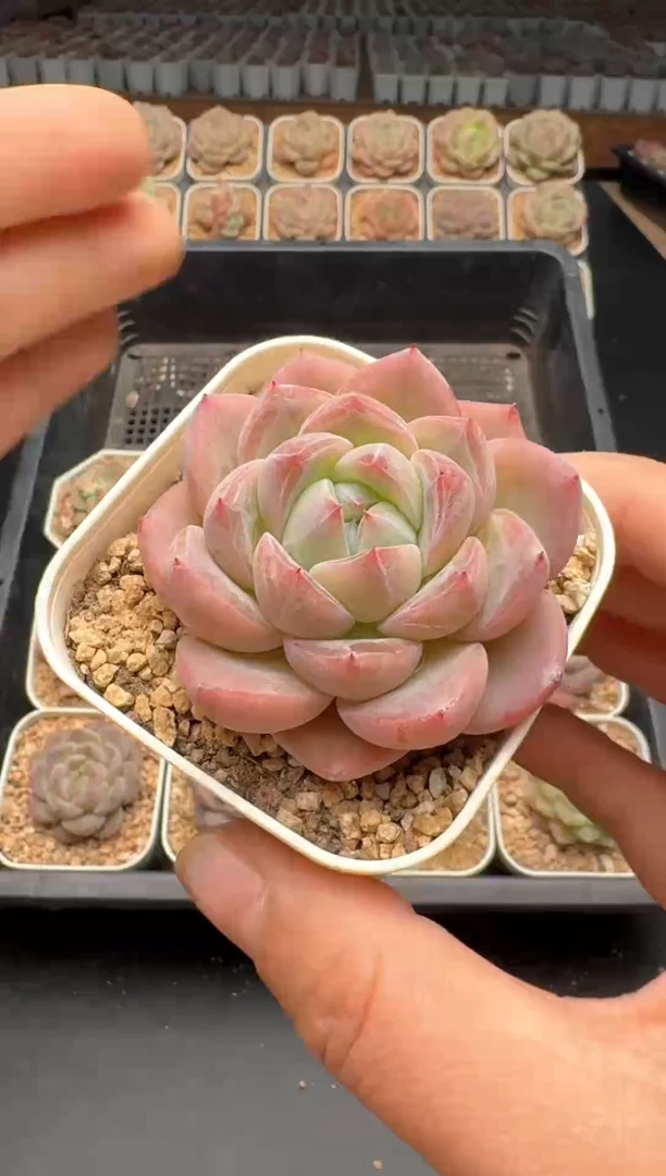 【闪购商品】123号一物一拍珍妮多肉花卉植物3颗起发