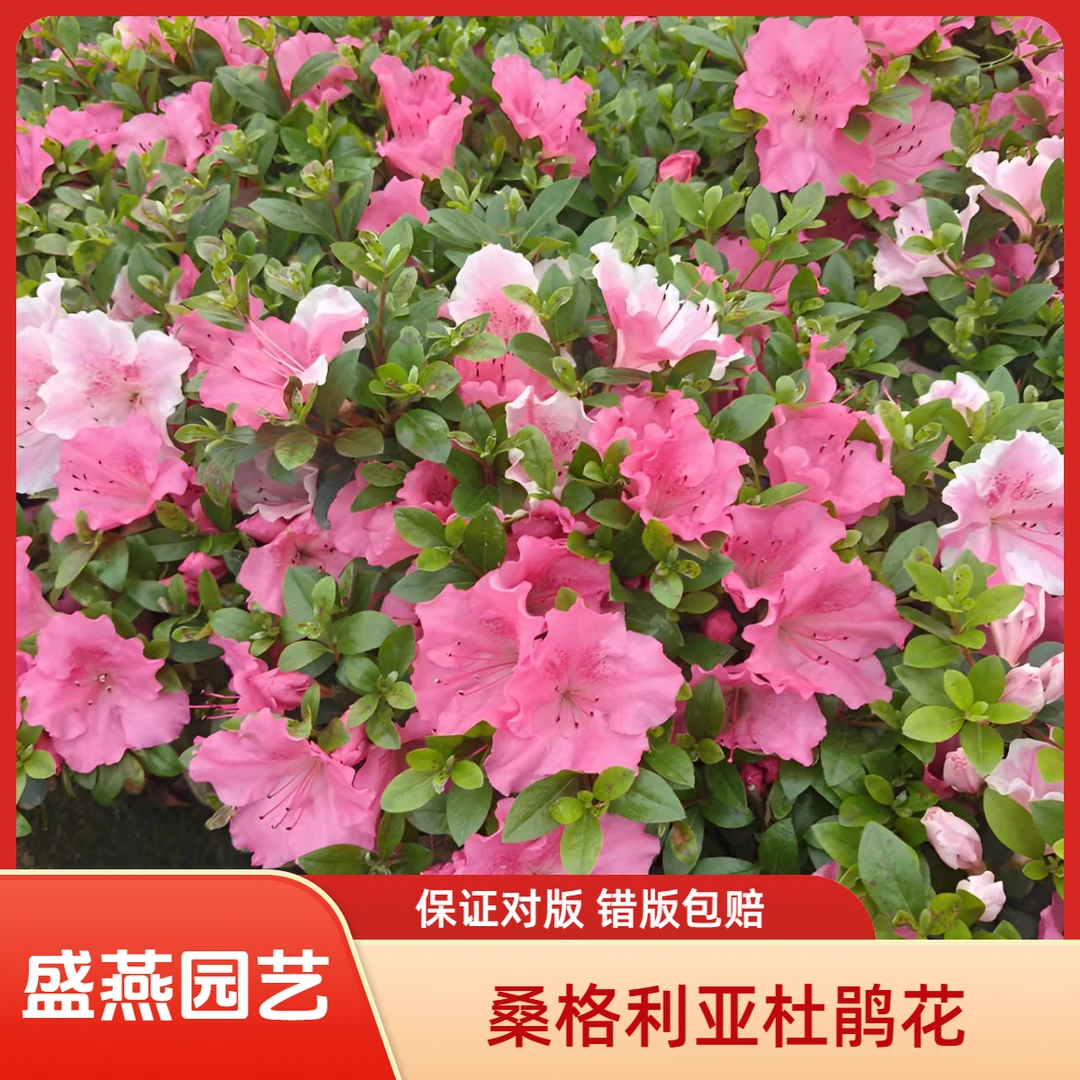 盛燕园艺【桑格利亚】四季品种杜鹃室内外盆栽地栽高50cm冠幅40cm