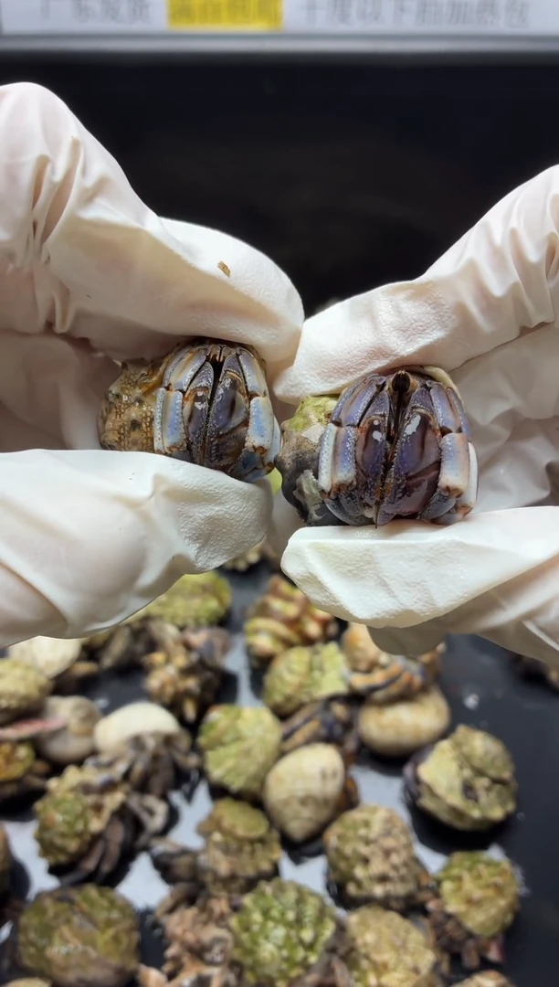 两只胖球紫陆1.8/2.0口