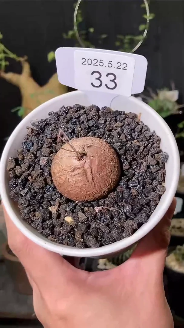 33号5.22.精选南非龟甲龙单颗