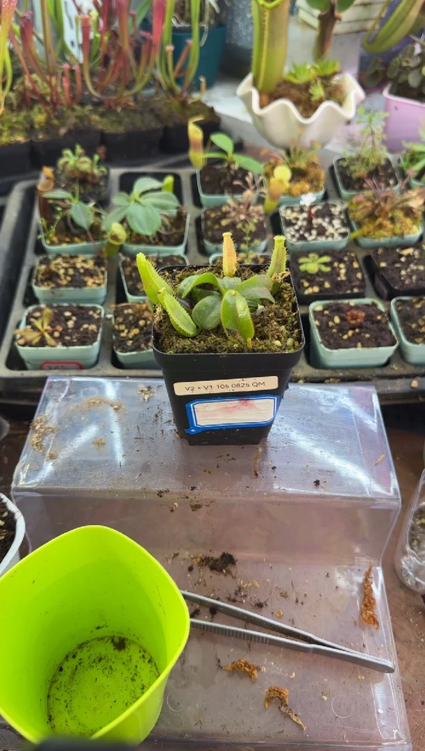 完全开放CDx徐脑袋维奇猪笼草