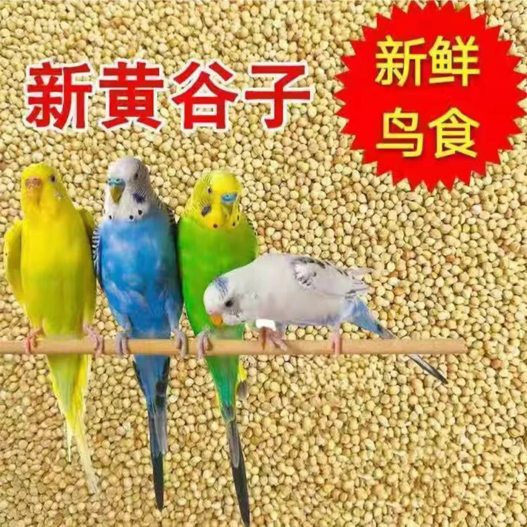 鸟粮新黄谷子 中小型鹦鹉饲料食 虎皮玄凤牡丹 带壳小米食物粮食
