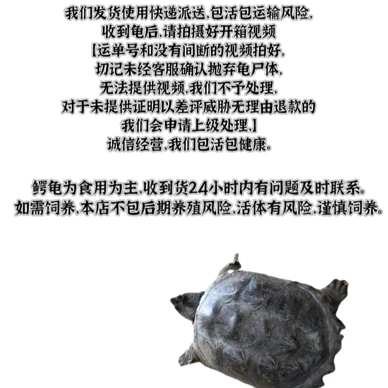 【顺丰包邮】食用养殖北美杂佛鳄龟小鳄龟鲜活肉龟大鳄龟