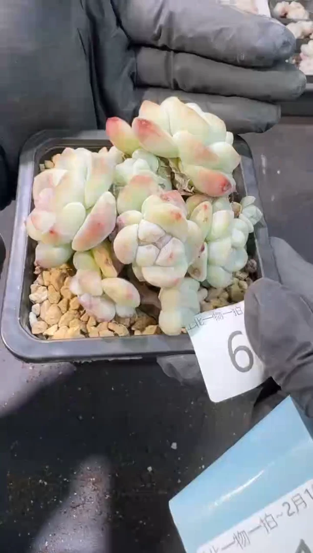 【闪购商品】60号到手1框--江北一物一拍