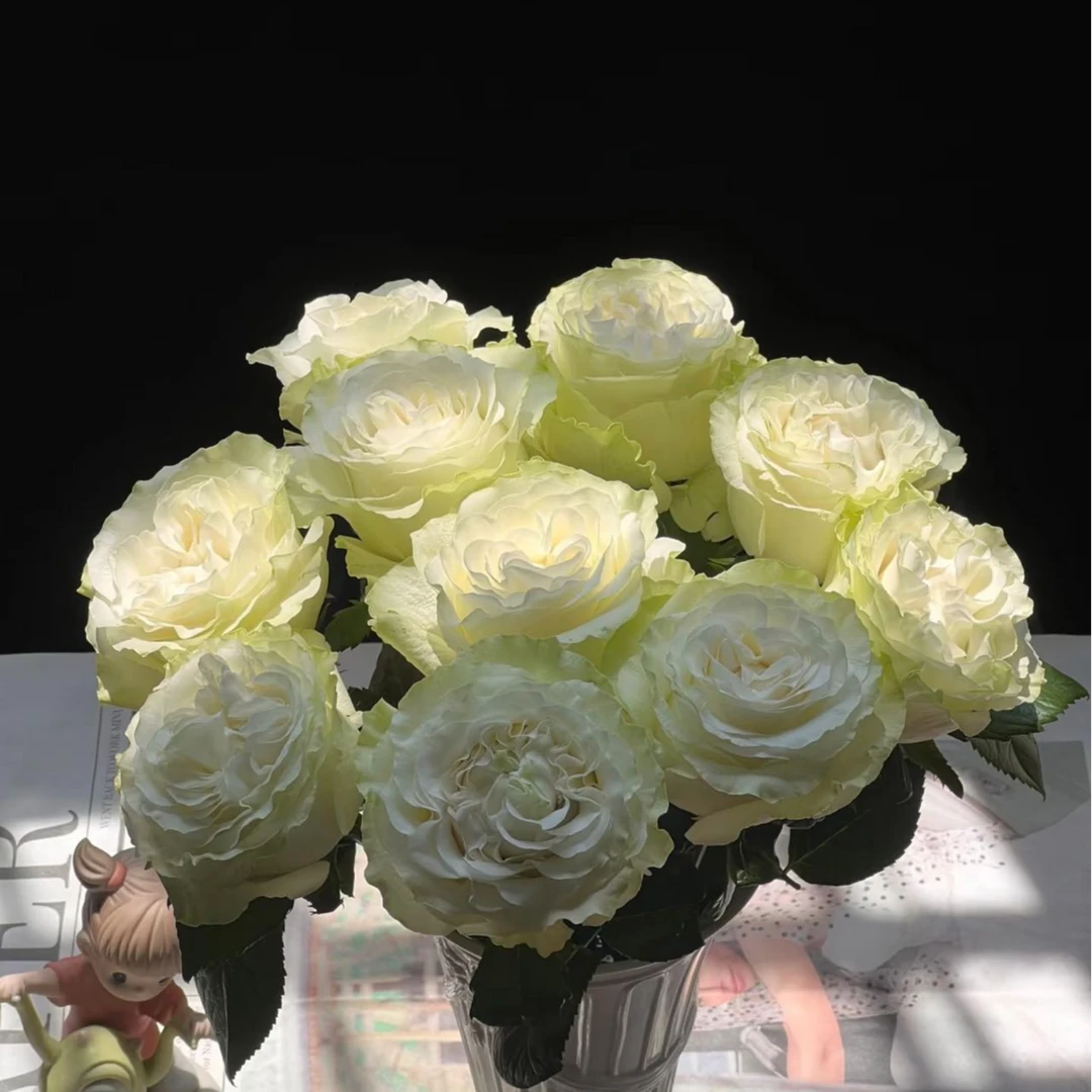 【新疆鲜花】月光石玫瑰10支（8支+2支售后）