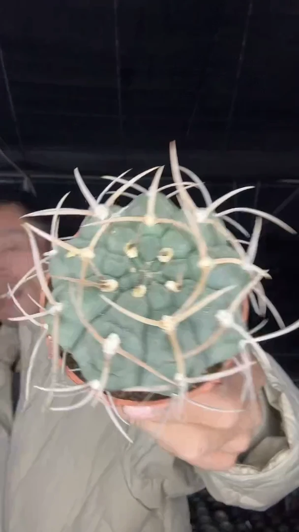 实生长刺裸鄂16.99配货看图