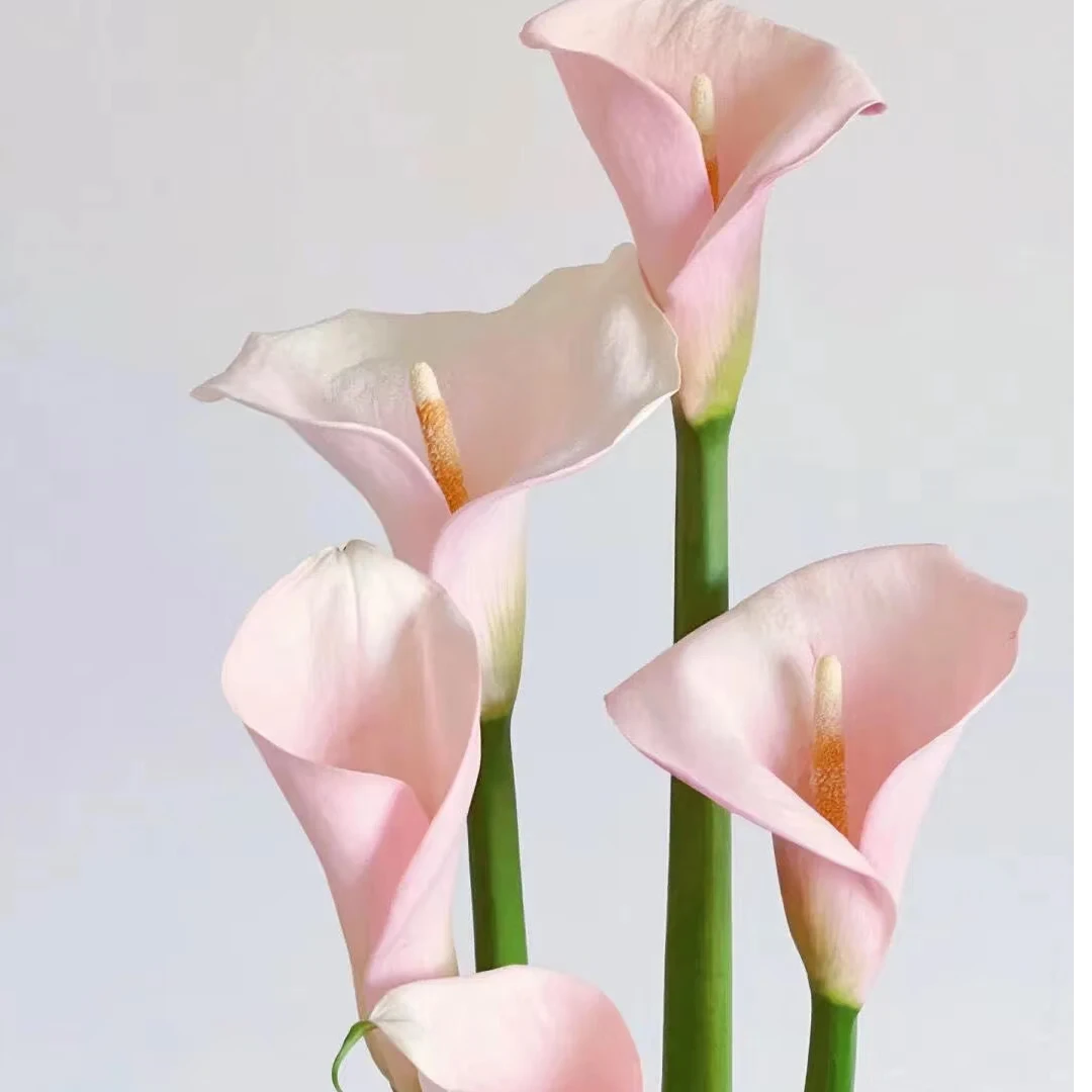 云南基地直发火烈鸟粉色马蹄莲顺丰云南新鲜花期鲜花包邮